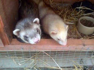 Sleepy morning ferrets!