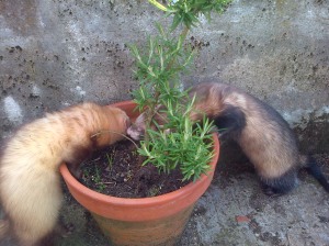 Gardening tips by ferrets....